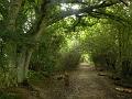 The pathway, Pulborough Brooks P1120935